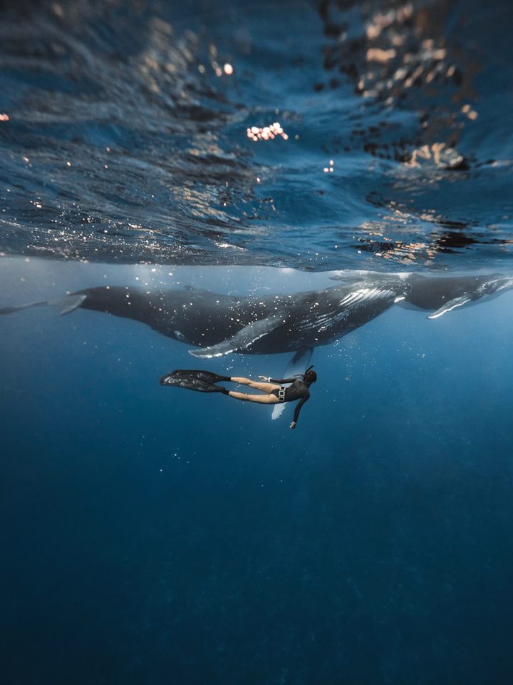 A freediver swimming beside humpback whales in the Philippines
